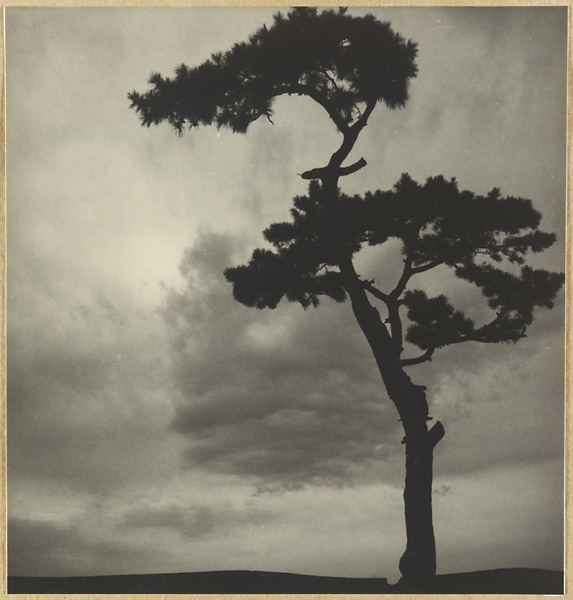 Silhouette of a tree