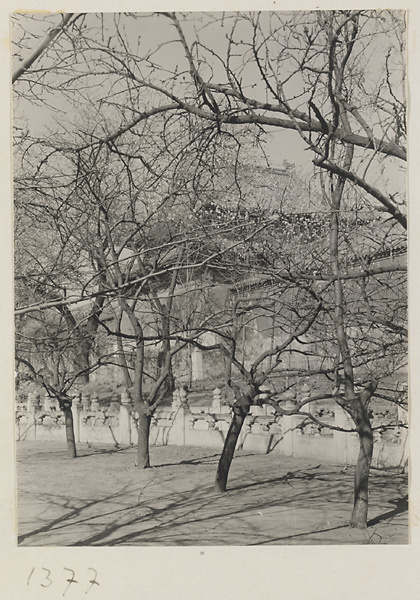 Trees, marble balustrades, wall, and gate in the Forbidden City