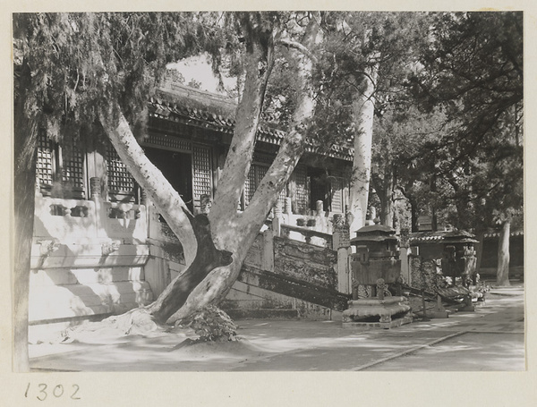 Detail of a building in the Forbidden City showing entrance with balustraded terrace and stairs, lacebark pine trees, and incense burners