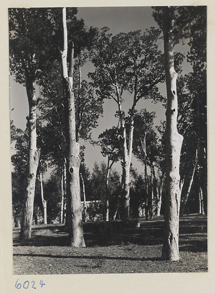 White pines in temple courtyard