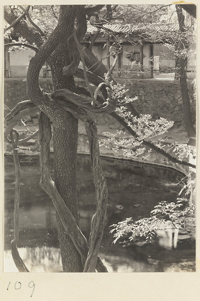 Entwined tree branches and pool at Hei long tan