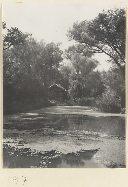 Trees by water at the Old Wu Garden