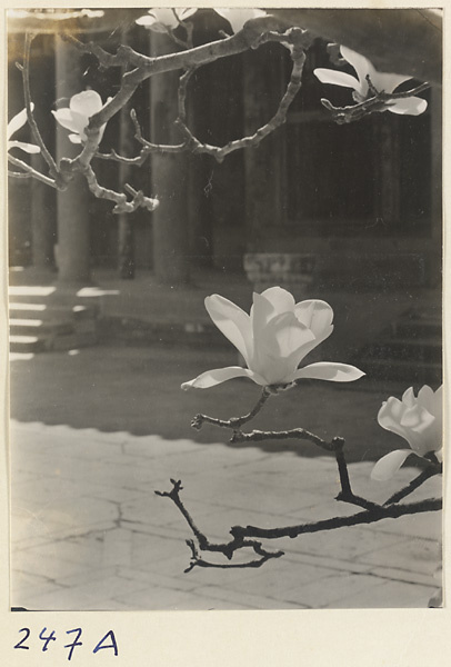 Flowering tree at Yihe Yuan