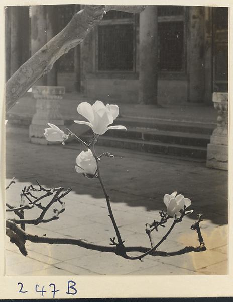 Flowering tree at Yihe Yuan