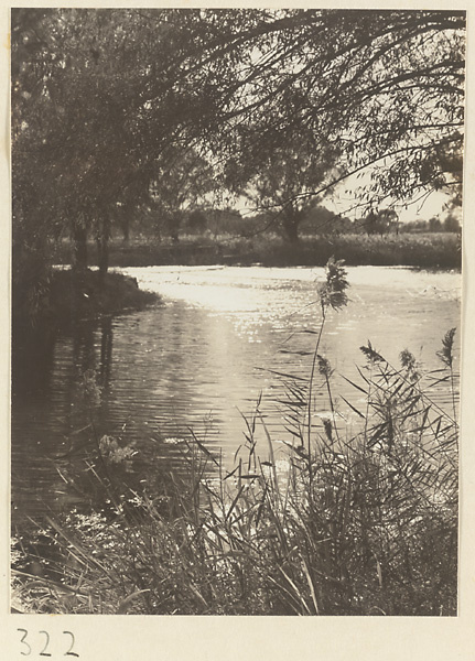 Trees on shoreline at Yihe Yuan