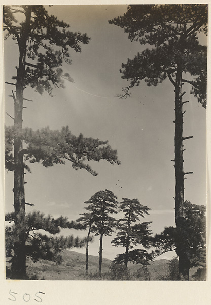 Trees at Yuquan Hill