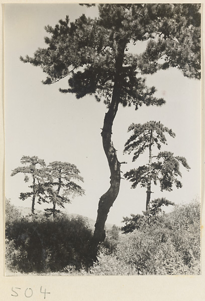 Trees at Yuquan Hill
