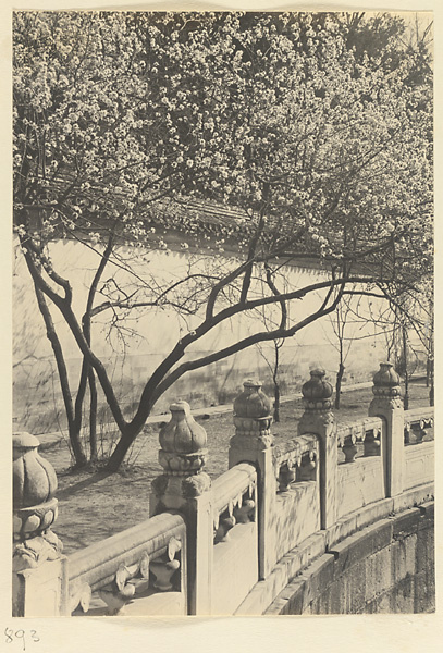 Flowering tree between a wall and a curved marble balustrade at Nanhai Gong Yuan