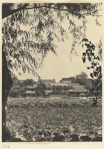 Lotus-covered Nanhai Lake and Yingtai Island with buildings