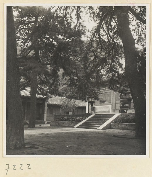 Pine trees in the courtyard of a temple building at Jie tai si