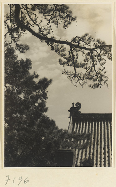 Pine trees and roof detail at Jie tai si showing a roof ornament