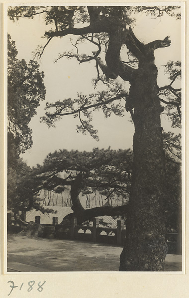 Pine trees at Jie tai si