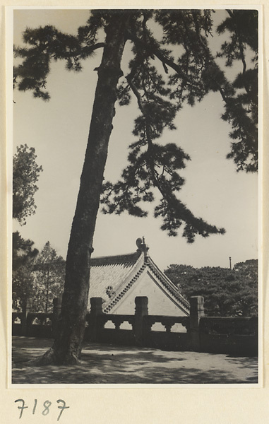 Pine tree at Jie tai si