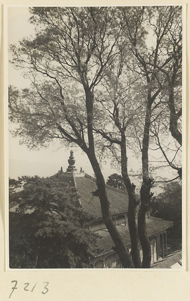 Trees and roof of a double-eaved temple building at Jie tai si