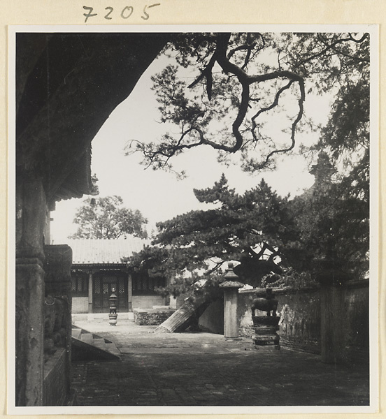 Pine tree leaning on a wall at Jie tai si