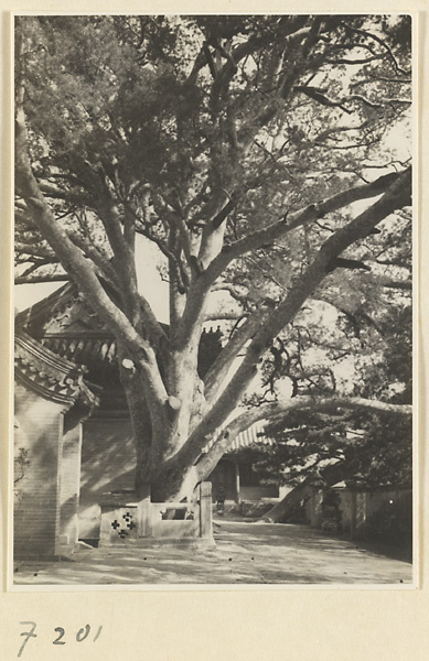 Nine-Dragon Pine at Jie tai si