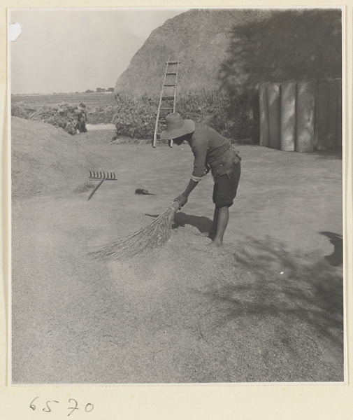 Man threshing grain