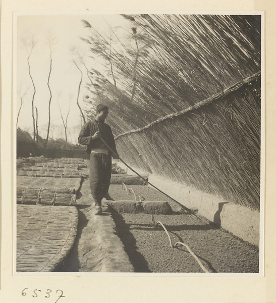 Man tending a vegetable bed