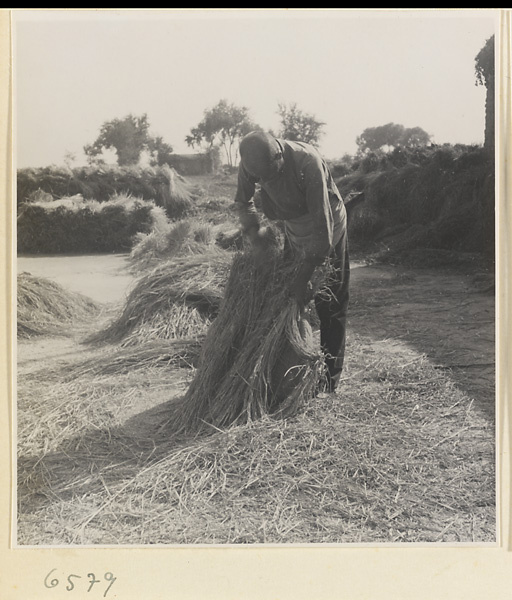 Man threshing grain against a stone