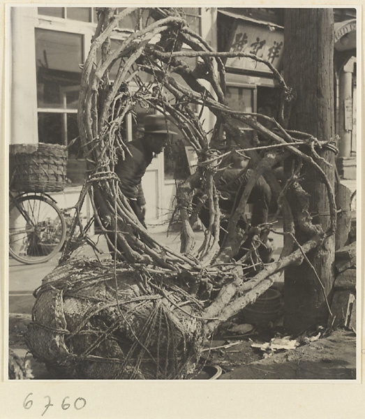 Uprooted tree with bound roots on at the edge of a street