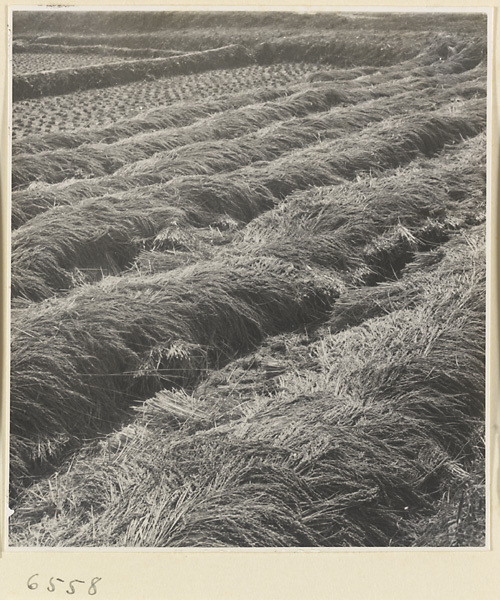 Rice fields