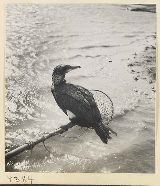 Cormorant tethered to a pole net