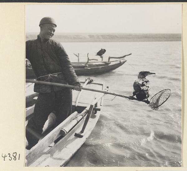 Fisherman in a boat holding a cormorant tethered to a pole net