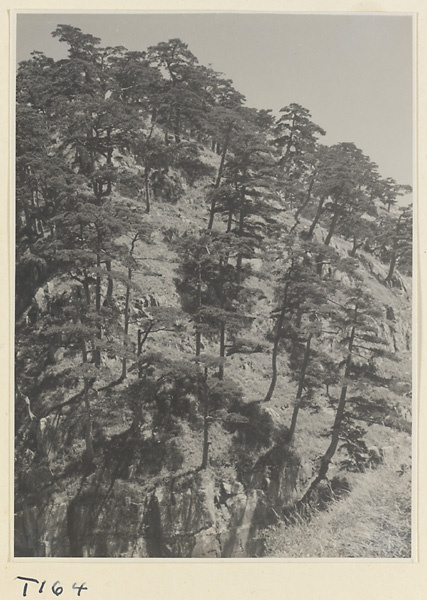 Trees on Tai Mountain