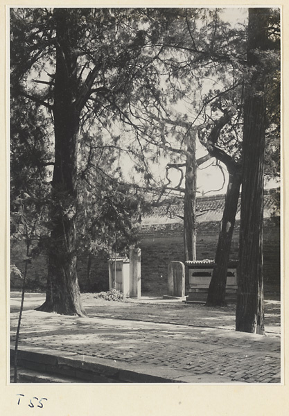 Trees and stone stelae with genealogical information in courtyard at the Kong miao