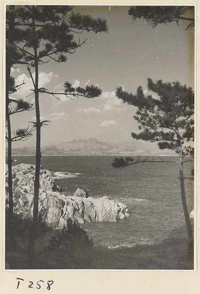 Trees by the ocean on the Shandong coast