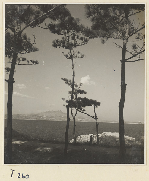 Trees by the ocean on the Shandong coast