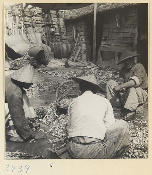 People sorting fish for drying in a village on the Shandong coast