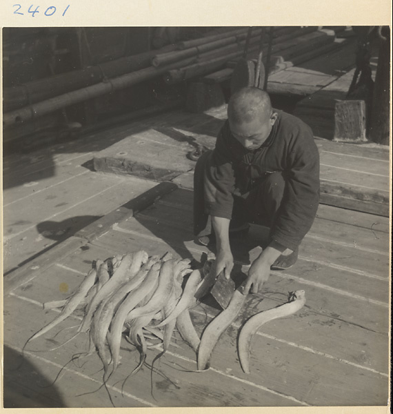 Man cleaning fish on a junk on the Shandong coast