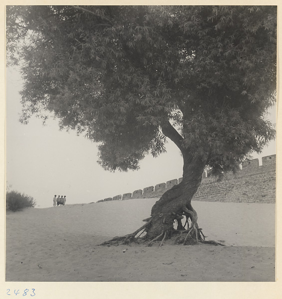 Tree and wall on the Shandong coast