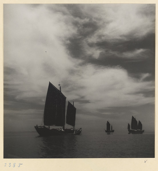 Fishing junks under sail off the Shandong coast