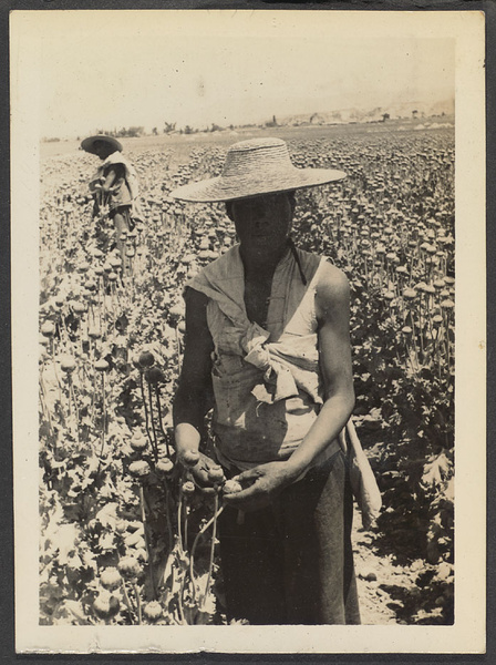 Lanchow to Shincheng. Opium harvest. 12 times the revenue of another plant. Scraping the poppie.