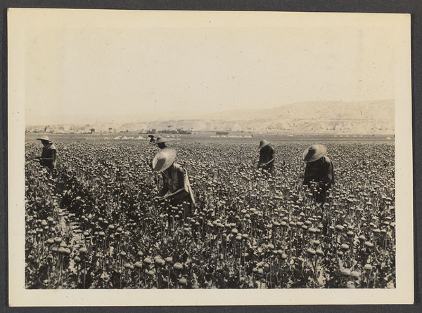 Lanchow to Shincheng. Opium harvest. 12 times the revenue of another plant. The wide Yellow R. Valley full of this around Lanchow.