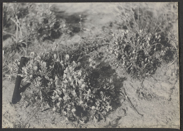 From Tung Hsin Chen to Yuwang.  Sagebrush in bloom.