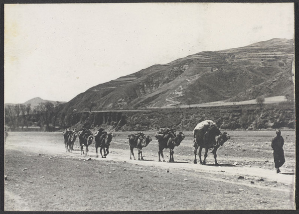 Along the old Silk Road to Europe. The camels are coming...