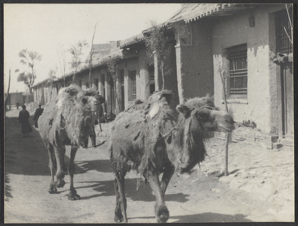 Weichow, Ningsia.  In the East Kuan near our inn.