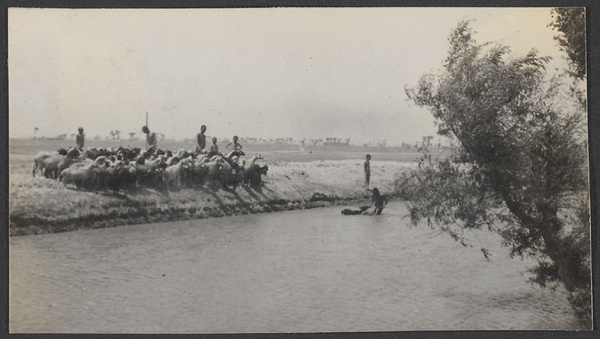 Out into the desert beyond the Great Wall.  Forcing sheep across a canal.