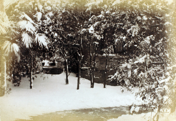 Swow on a plam tree, by a swept path, in a garden, Shanghai