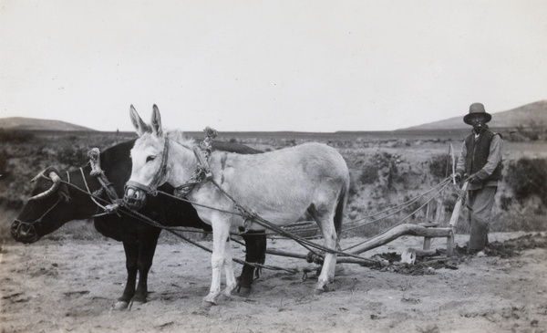 Farmer ploughing with mixed team