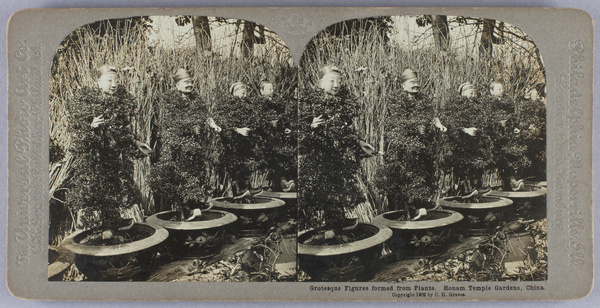 Mandarin plants, Honan Temple Gardens, Canton