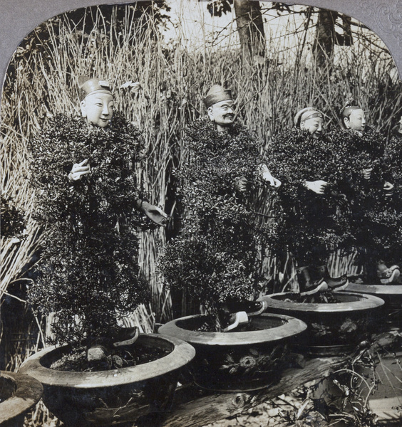 Mandarin plants, Honan Temple Gardens, Canton