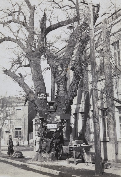 A shrine in a holy tree