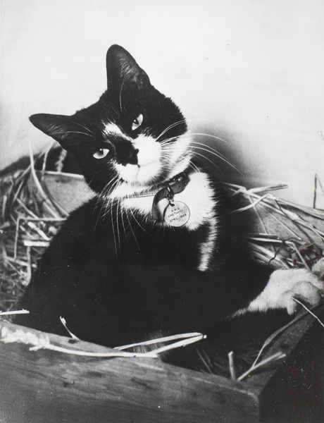 Simon – the ship’s cat on HMS Amethyst during the Yangtse Incident