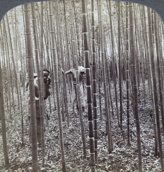 Two men in a grove of cultivated bamboo, near Nanjing (left hand part of a stereoscopic card)