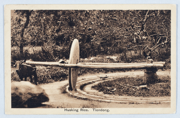 Husking rice with a stone wheel and an ox (chaser mill), Yinzhou (鄞州), Ningbo