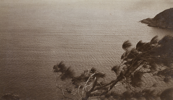 A windswept tree and the sea, Hong Kong